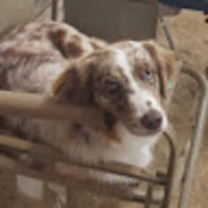 Meet your Posher, Virginia